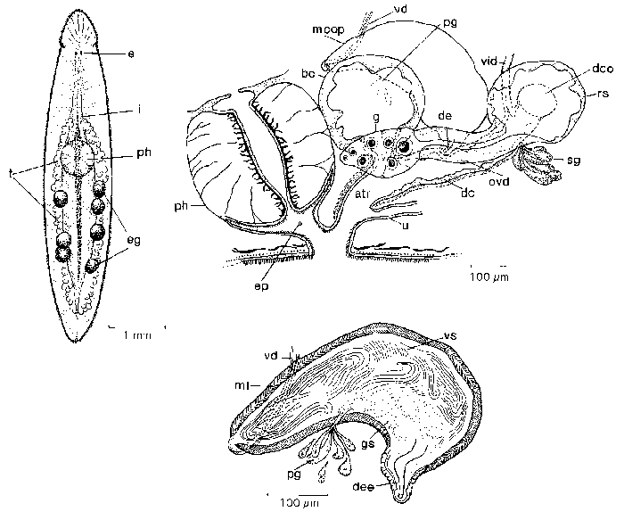 Mesostoma africanum