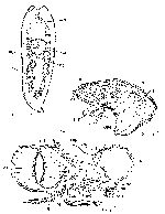 Mesostoma arctica