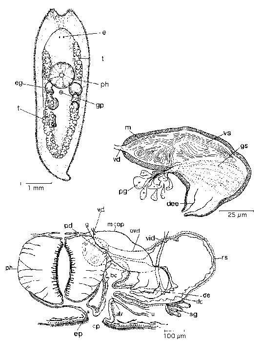 Mesostoma arctica