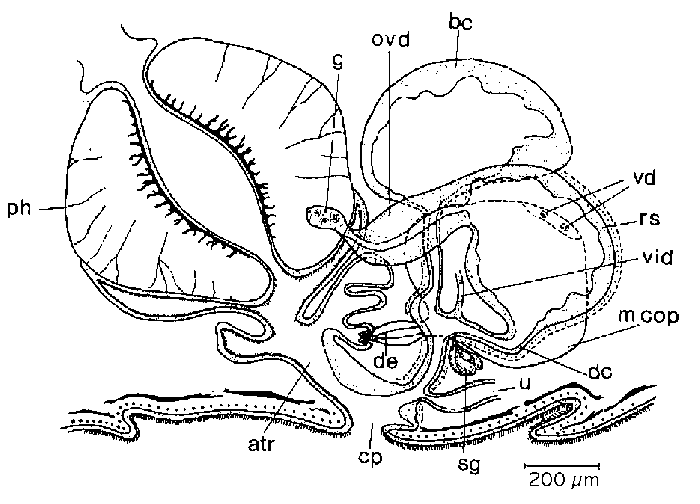 Mesostoma canum