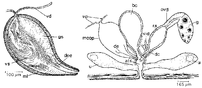 Mesostoma chusholense