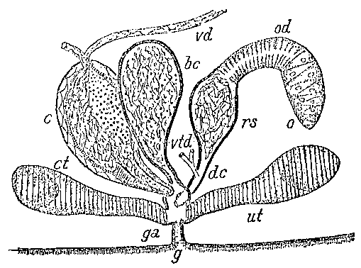 Mesostoma chusholense