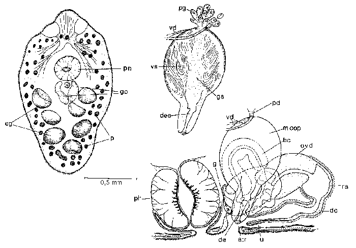 Mesostoma columbianum