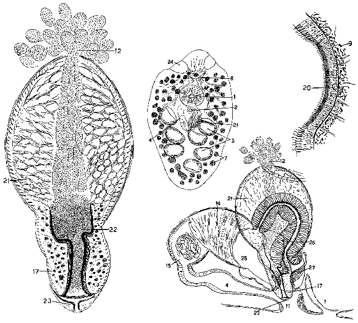 Mesostoma columbianum