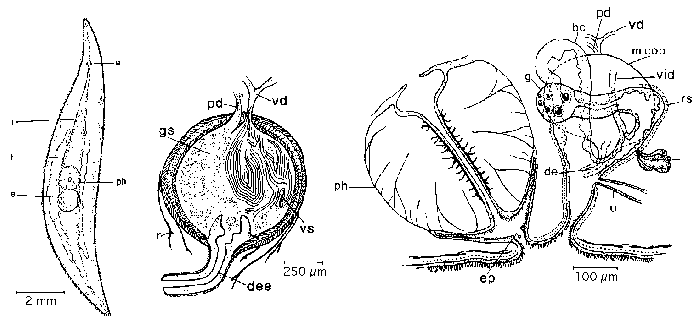 Mesostoma craci