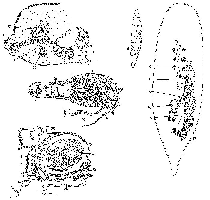 Mesostoma curvipenis