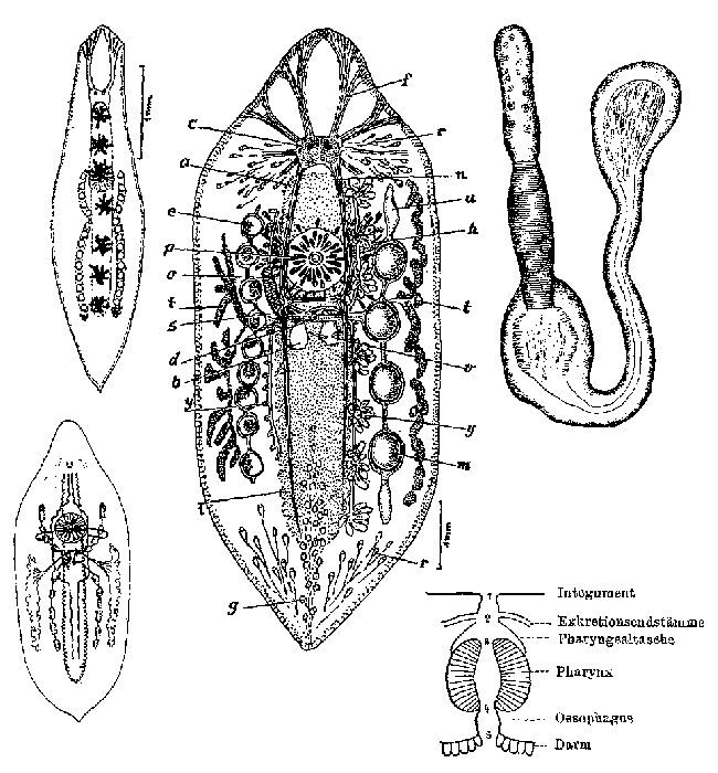 Mesostoma ehrenbergii