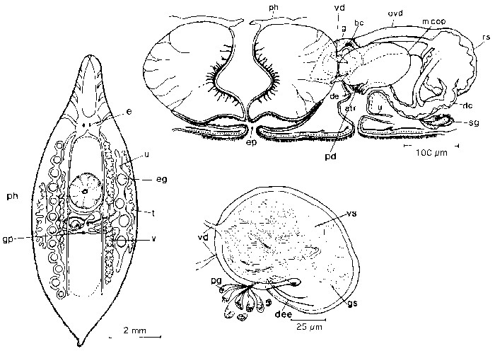 Mesostoma ehrenbergii