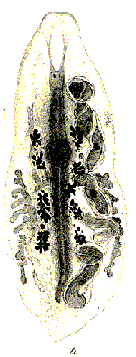 Mesostoma ehrenbergii