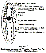 Mesostoma ehrenbergii