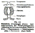 Mesostoma ehrenbergii