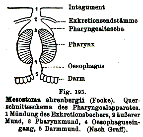 Mesostoma ehrenbergii