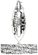 Mesostoma ehrenbergii