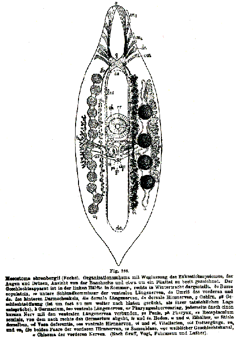 Mesostoma ehrenbergii