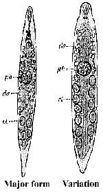 Mesostoma lingua