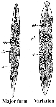 Mesostoma lingua