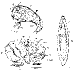 Mesostoma lingua