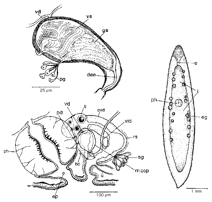 Mesostoma lingua