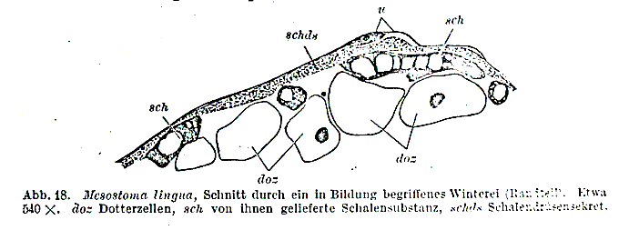 Mesostoma lingua