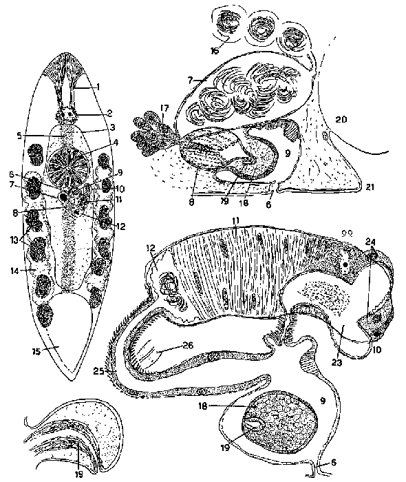 Mesostoma macropenis