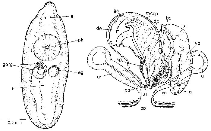 Mesostoma macroprostatum