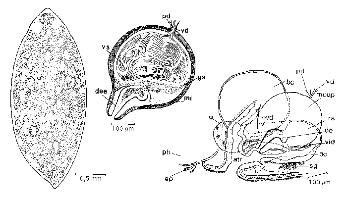 Mesostoma maculatum