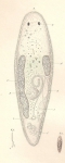 2.  Mesostomum marmoratum nov. spec.  a.  Auge mit einer Linse.  b.  Schlund.  c.  Hode. d.  Samenblase.  An deerselben der lange r?hrenf?rmige penis, zur H?lfte in einer muskul?sen Scheide liegend.  e.  Geschlechts?ffnung.  f.  Keimstock.  gg.  Dotterst?cke.  2a.  Mesostomum mormoratum bei 6maliger Vergr?sserung. 2b.  Das der Geschlechts?ffnung zugekehrte Ende des penis bei 300mal.   Vergr?sserung.  o.  Oeffnung desselben.