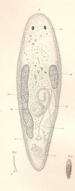 Mesostomum marmoratum