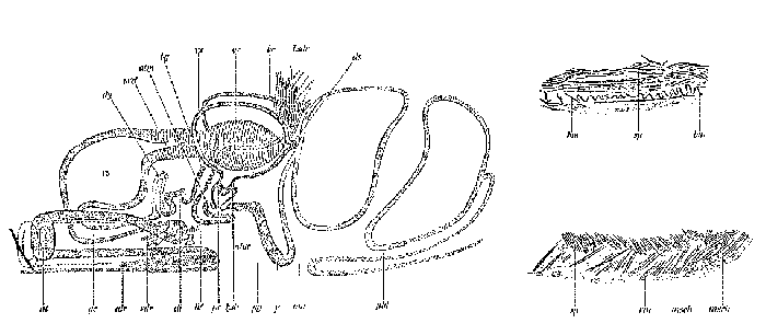 Mesostoma michaelseni