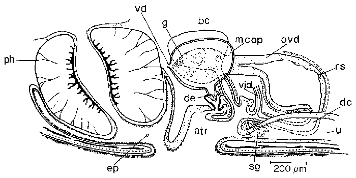 Mesostoma michaelseni