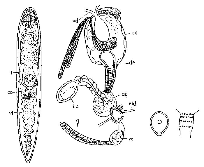 Mesostoma murmanicum