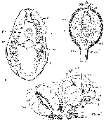 Mesostoma mutabile