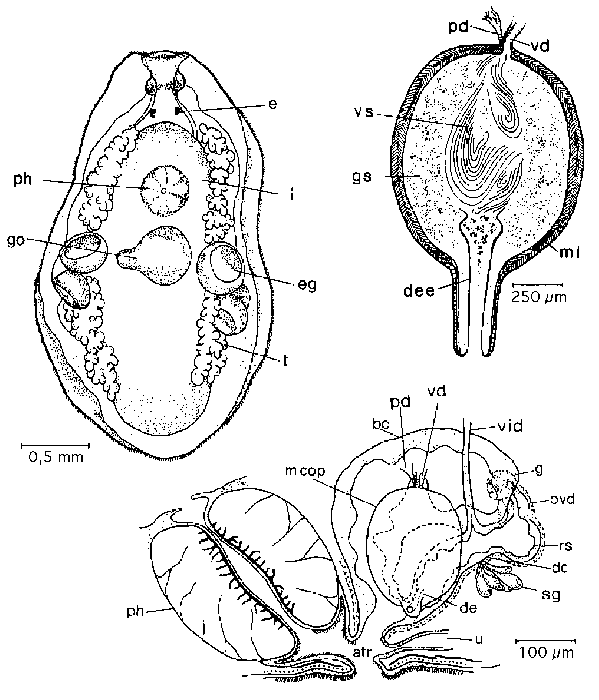 Mesostoma mutabile