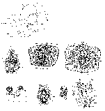 Mesostoma mutabile