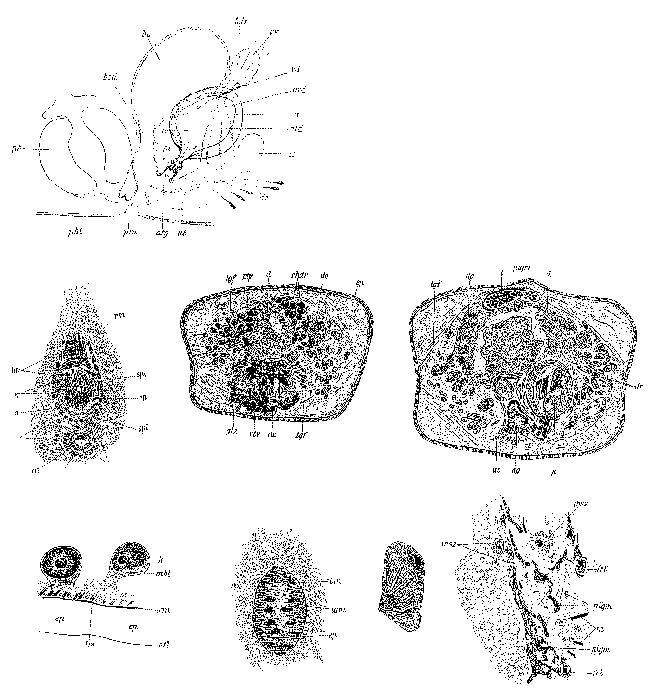 Mesostoma mutabile