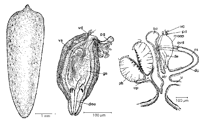 Mesostoma nigrirostrum