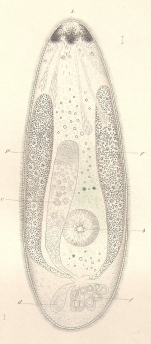 Mesostomum obtusum