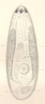 Mosostomum obtusum nov. sp.  An der vorderen Spitze drei diffuse Augenflecke und viele st?bchenf?rmige K?rper.  b.  Schlund.  c.  Hode.  d.  Samenblase.  f.  Keimstock.   gg.  Dotterst?cke.