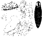 Mesostoma platygastricum