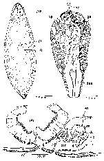 Mesostoma platygastricum