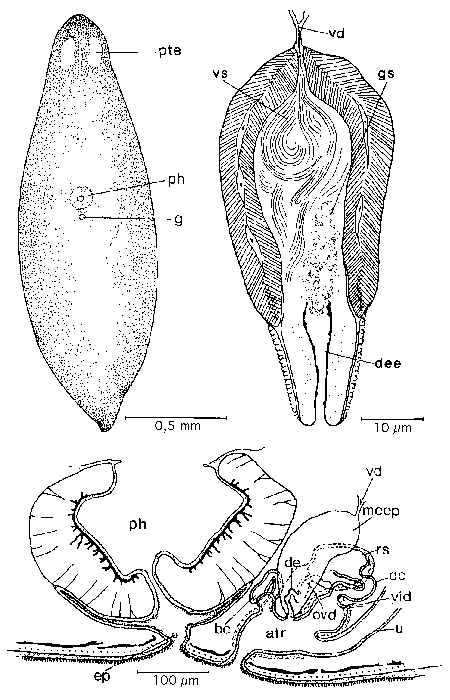 Mesostoma platygastricum