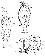 Mesostoma productum