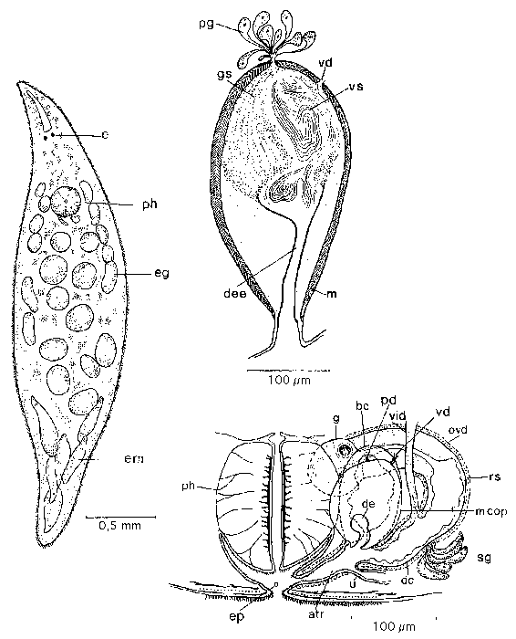 Mesostoma productum