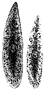 Mesostoma punctatum