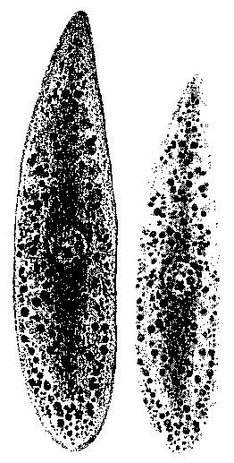 Mesostoma punctatum