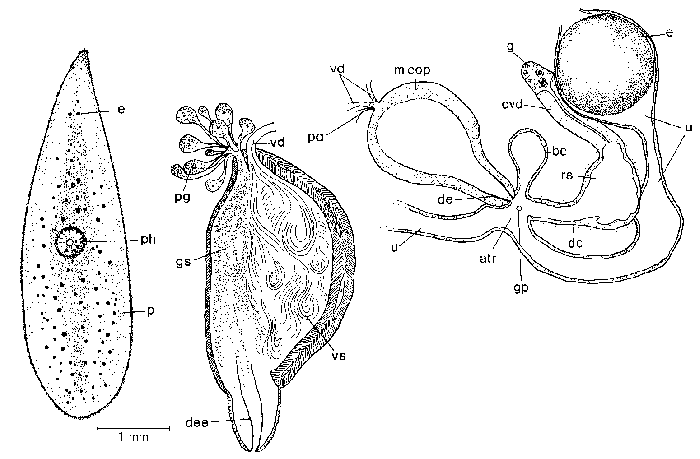 Mesostoma punctatum