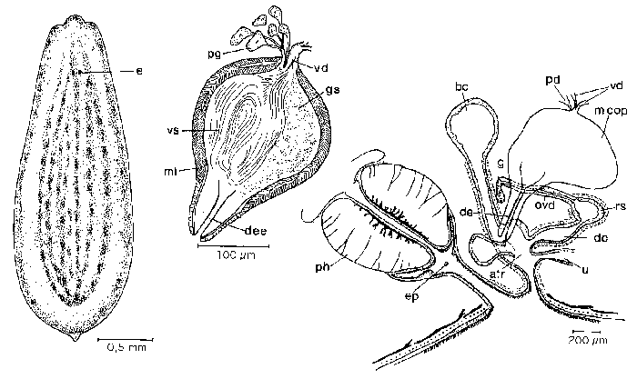 Mesostoma rhynchotum