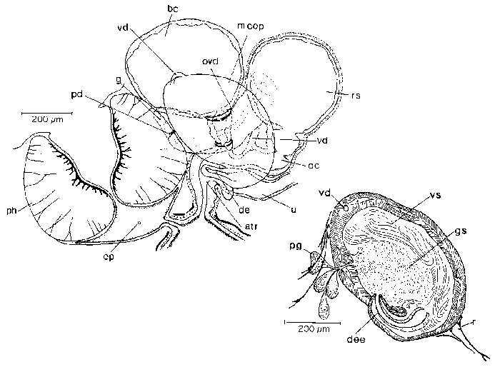 Mesostoma sibollae