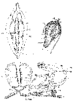 Mesostoma tetragonum