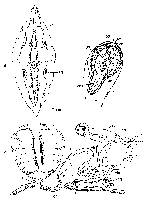 Mesostoma tetragonum